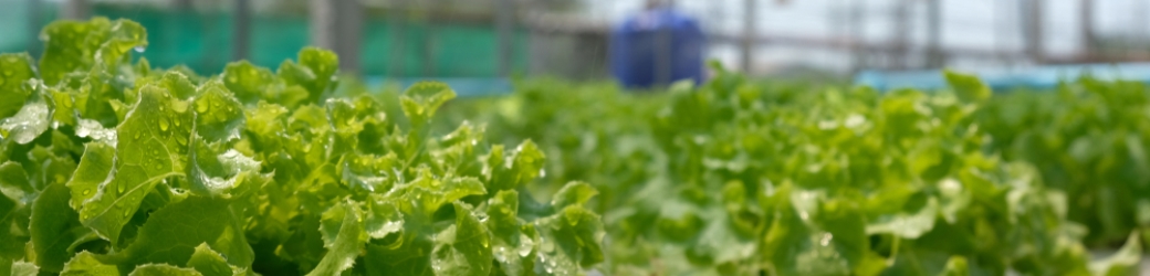 Allnex Environmental Speaker Series Continues with Aquaponics Workshop